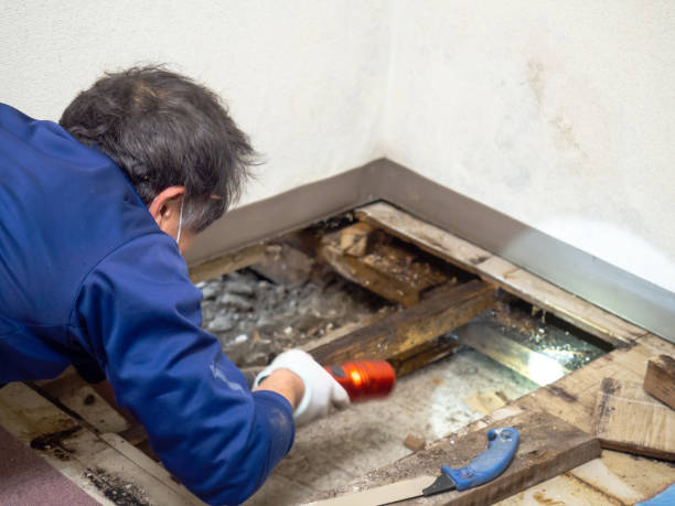 Best Water Damage Restoration  in Henderson, TN