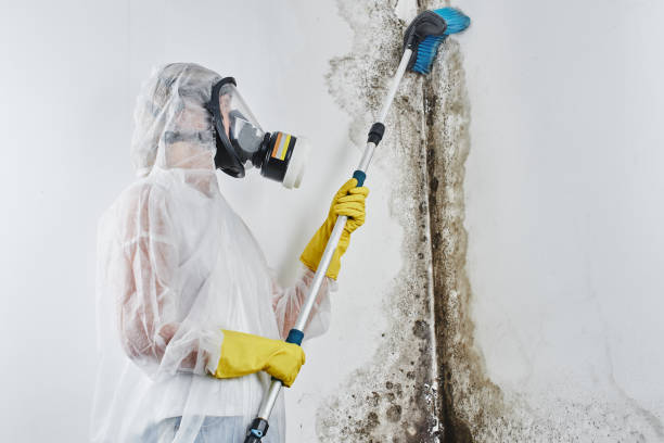 Best Mold Cleaning Services  in Henderson, TN