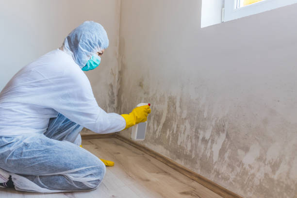 Attic Mold Removal in Henderson, TN