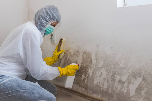 Best Certified Mold Removal  in Henderson, TN