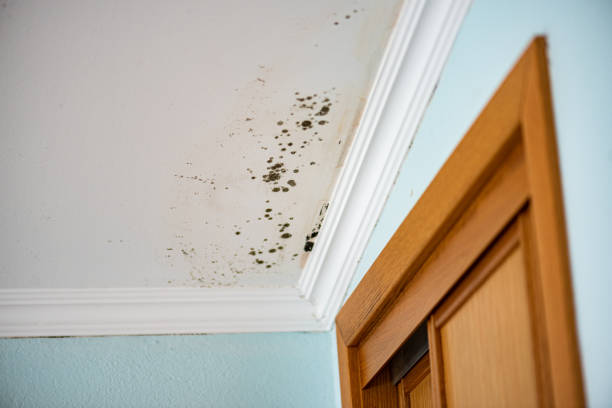 Best Crawl Space Mold Removal  in Henderson, TN