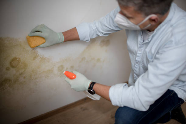 Best Black Mold Removal  in Henderson, TN