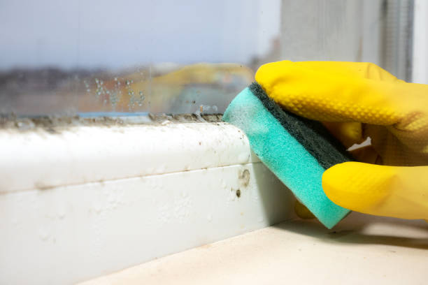 Mold Removal Process in Henderson, TN