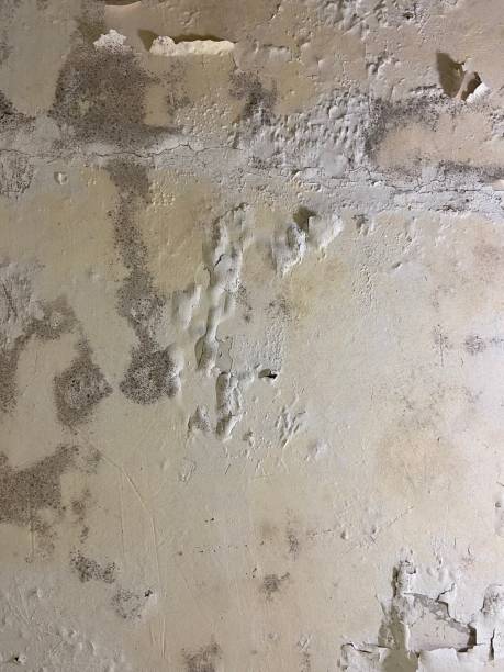 Best Emergency Mold Removal  in Henderson, TN