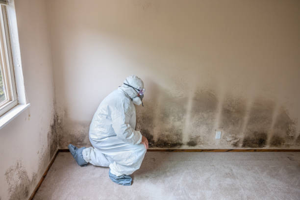 Best Emergency Mold Removal  in Henderson, TN