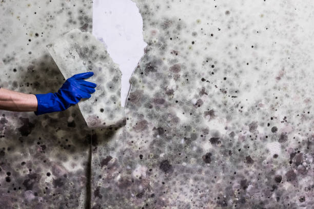 Reliable Henderson, TN Mold Removal Solutions