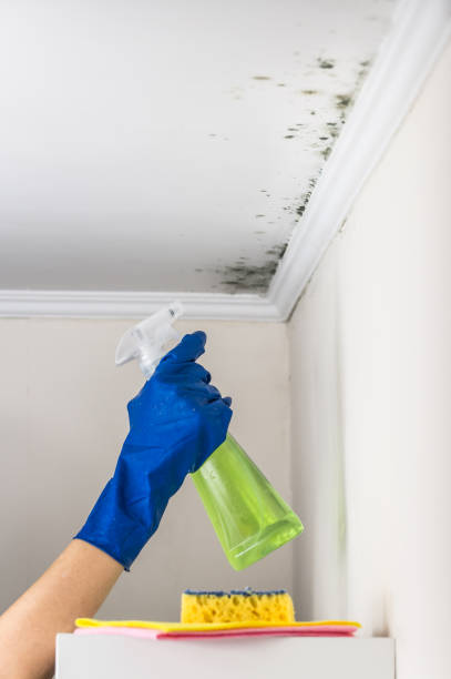 Best Mold Removal Near Me  in Henderson, TN