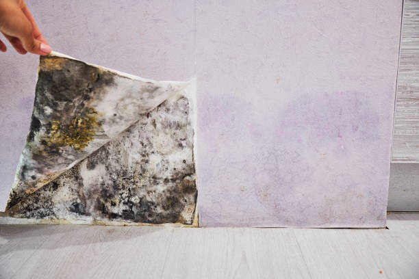 Crawl Space Mold Removal in Henderson, TN